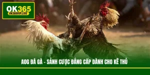 AOG Đá Gà - Sảnh Cược Đẳng Cấp Dành Cho Kê Thủ