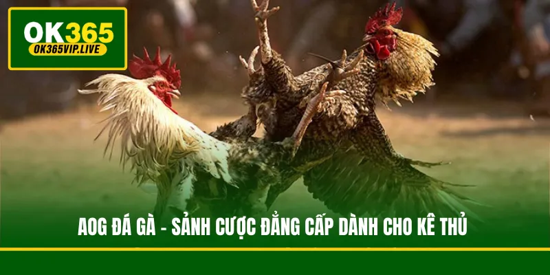 AOG Đá Gà - Sảnh Cược Đẳng Cấp Dành Cho Kê Thủ 1 AOG Đá Gà - Sảnh Cược Đẳng Cấp Dành Cho Kê Thủ