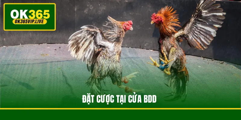WS168 Đá Gà - Sảnh Cược Chọi Gà Trực Tuyến Sôi Động 4 Đặt cược tại cửa BDD
