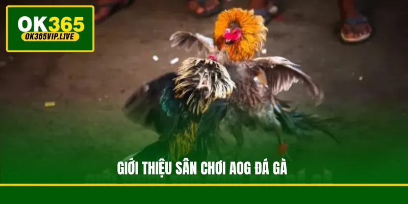 AOG Đá Gà - Sảnh Cược Đẳng Cấp Dành Cho Kê Thủ 2 Giới thiệu sân chơi AOG đá gà