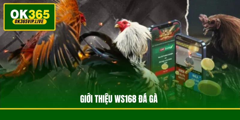 WS168 Đá Gà - Sảnh Cược Chọi Gà Trực Tuyến Sôi Động 2 Giới thiệu WS168 đá gà
