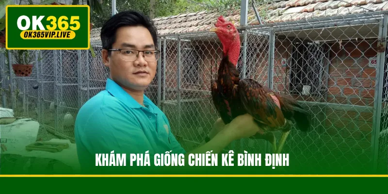 Tìm Hiểu Về Gà Chọi - Các Đặc Điểm Của Một Chiến Kê 3 Khám phá giống chiến kê Bình Định