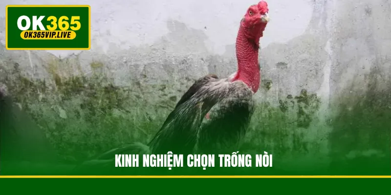 Tìm Hiểu Về Gà Chọi - Các Đặc Điểm Của Một Chiến Kê 4 Kinh nghiệm chọn trống nòi