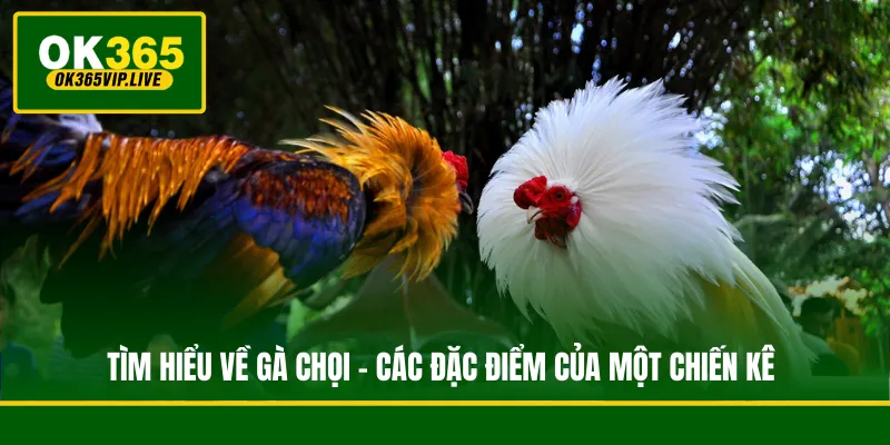 Tìm Hiểu Về Gà Chọi - Các Đặc Điểm Của Một Chiến Kê 1 Tìm Hiểu Về Gà Chọi - Các Đặc Điểm Của Một Chiến Kê