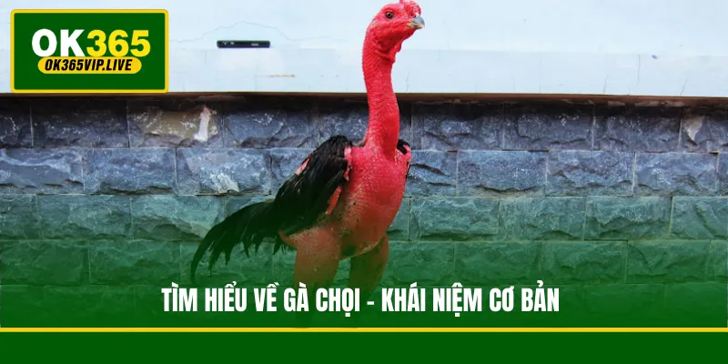 Tìm Hiểu Về Gà Chọi - Các Đặc Điểm Của Một Chiến Kê 2 Tìm hiểu về gà chọi - khái niệm cơ bản