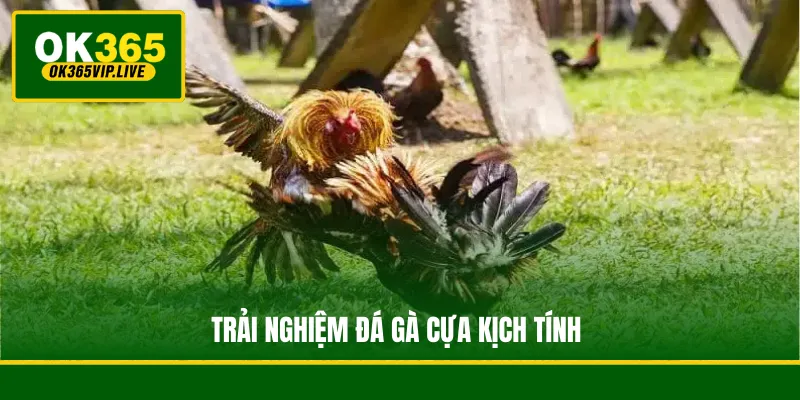 WS168 Đá Gà - Sảnh Cược Chọi Gà Trực Tuyến Sôi Động 3 Trải nghiệm đá gà cựa kịch tính